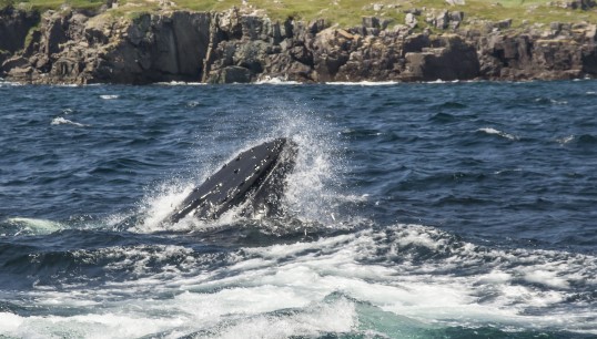 A humpback whale in the North Atlantic. The Water Revolution Foundation also supports the IMMA programme for ocean conservation, which seeks to improve the resilience of the environment by protecting key species. Image: Liz Leyden / Getty Images Image:A humpback whale in the North Atlantic. The Water Revolution Foundation also supports the IMMA programme for ocean conservation, which seeks to improve the resilience of the environment by protecting key species. Image: Liz Leyden / Getty Images