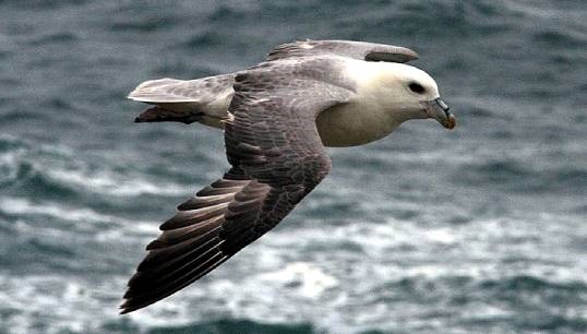The fulmar, a common sea bird in the northern oceans. Image: Buteo/Wikimedia Commons Image:The fulmar, a common sea bird in the northern oceans. Image: Buteo/Wikimedia Commons