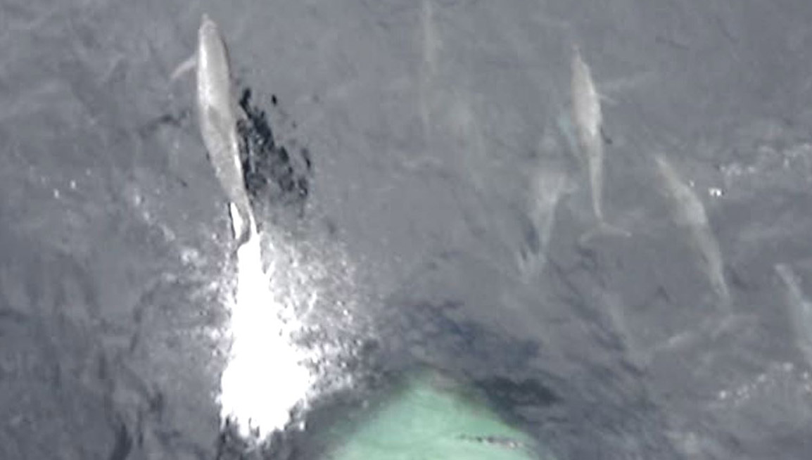 Dolphins riding the bulbous bow in Nautilus member Brian Landry's video entry to the Nautilus/Inmarsat Photo Competition 2019. Image:Dolphins riding the bulbous bow in Nautilus member Brian Landry's video entry to the Nautilus/Inmarsat Photo Competition 2019.
