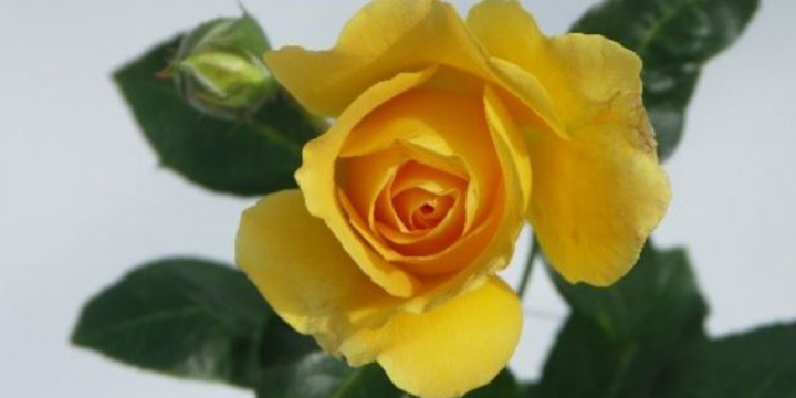 The Stella Maris Centenary Rose Image:The Stella Maris Centenary Rose